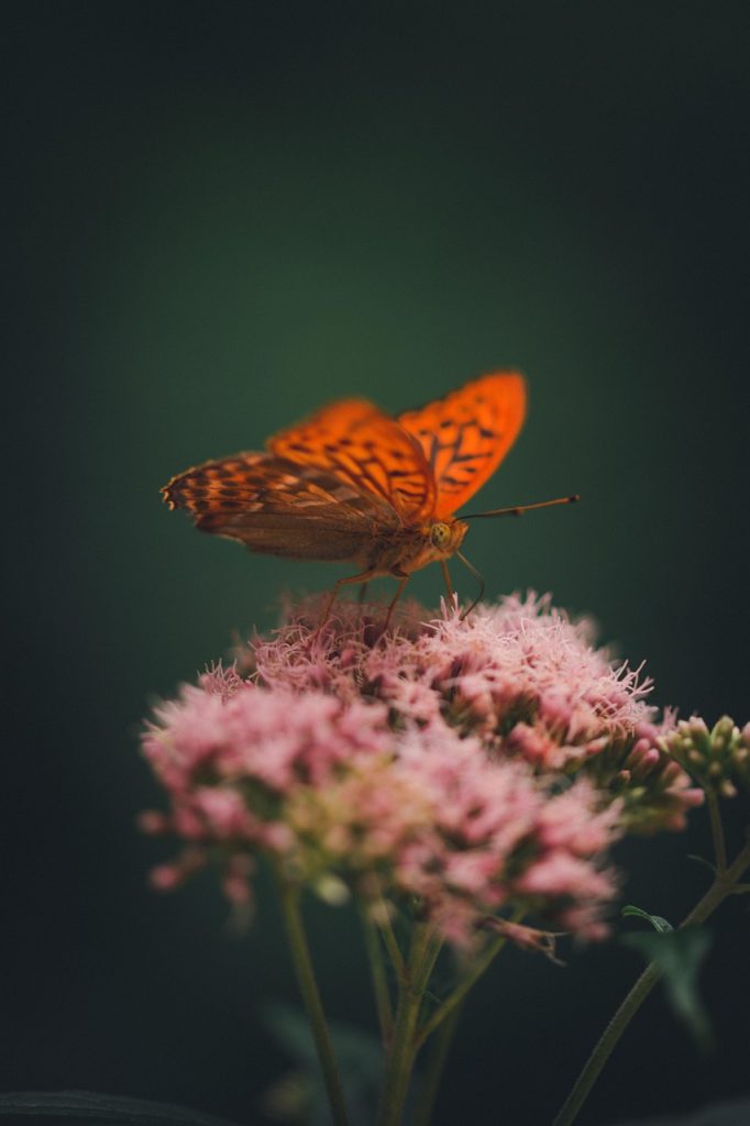 spotted rustic, butterfly, insect, beautiful flowers, flower, wings, plant, garden, forest, wildlife, flower background, nature, flower wallpaper, closeup, macro